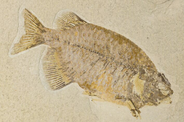 Fossil Fish (Phareodus) - Uncommon Species #198390
